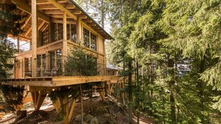 Where to go forest bathing in Europe