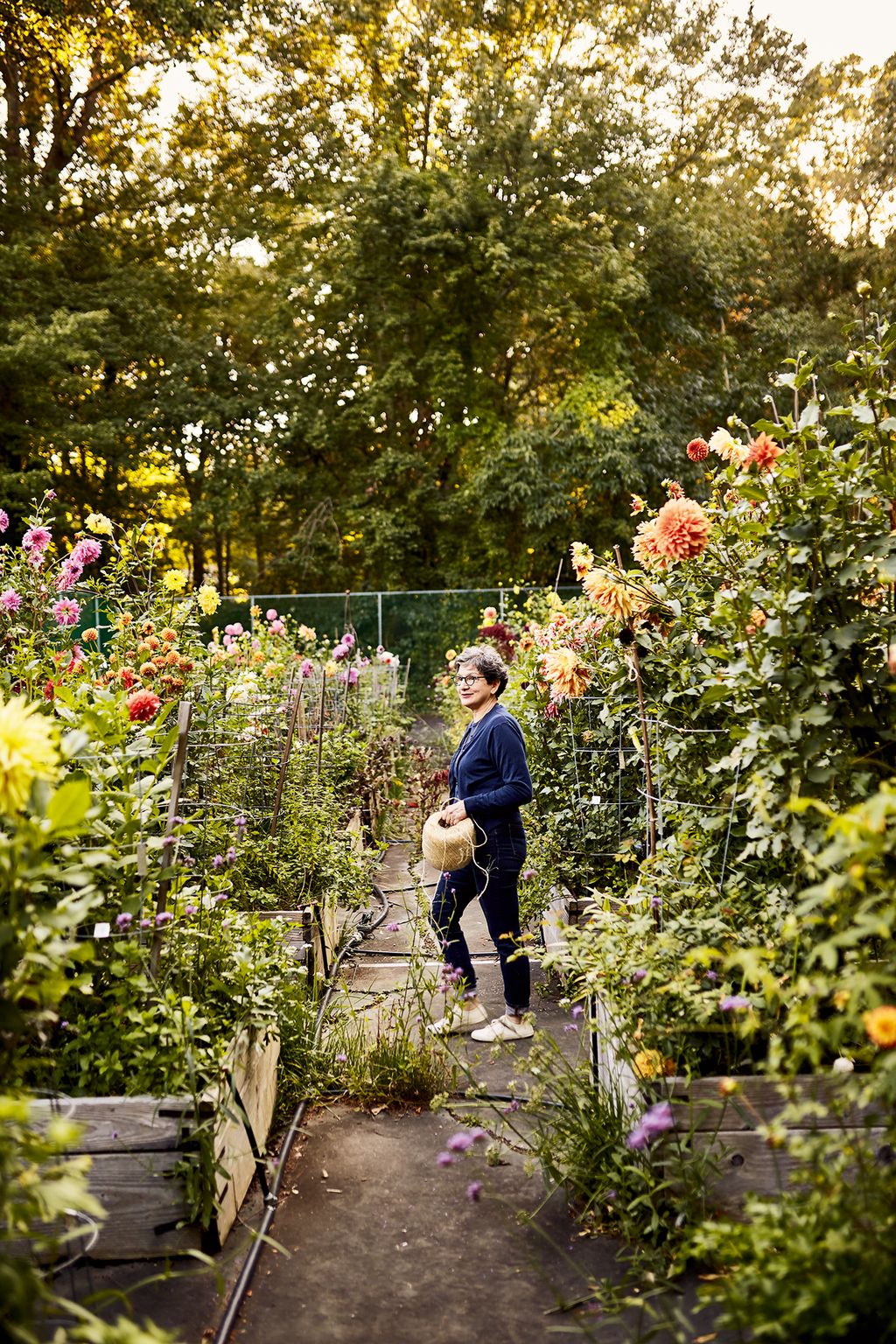 Carrying a vast roll of twine for the job she sets out to tie back the dahlias which are grown in raised beds.