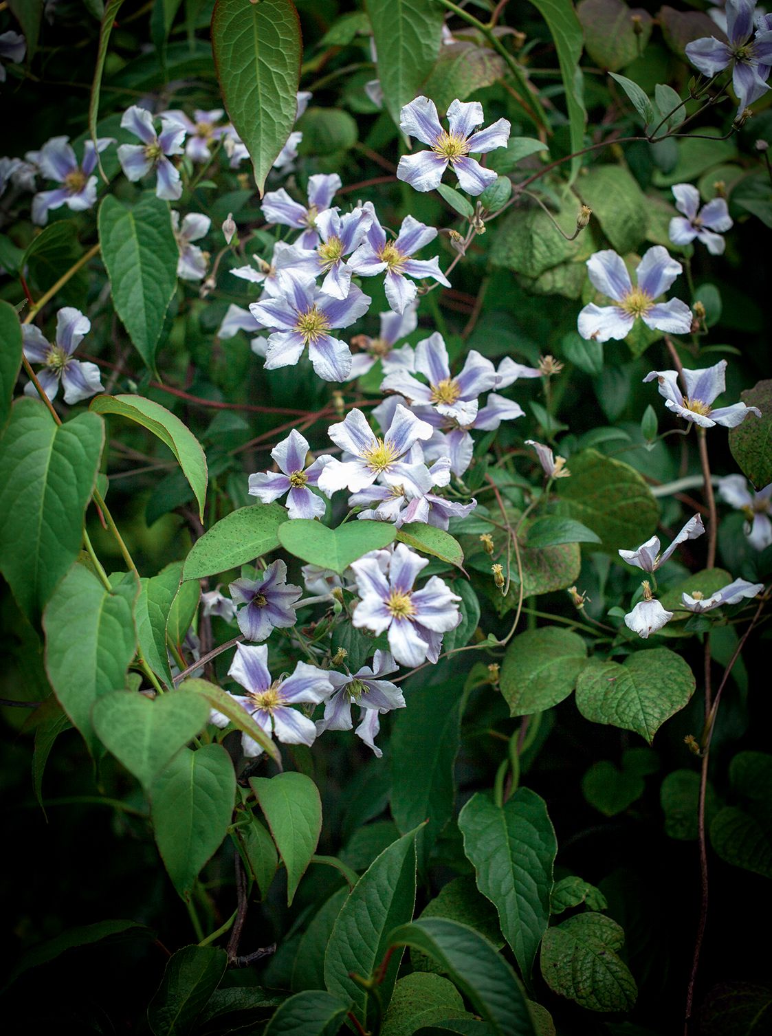 Image may contain Flower Plant Acanthaceae and Blossom