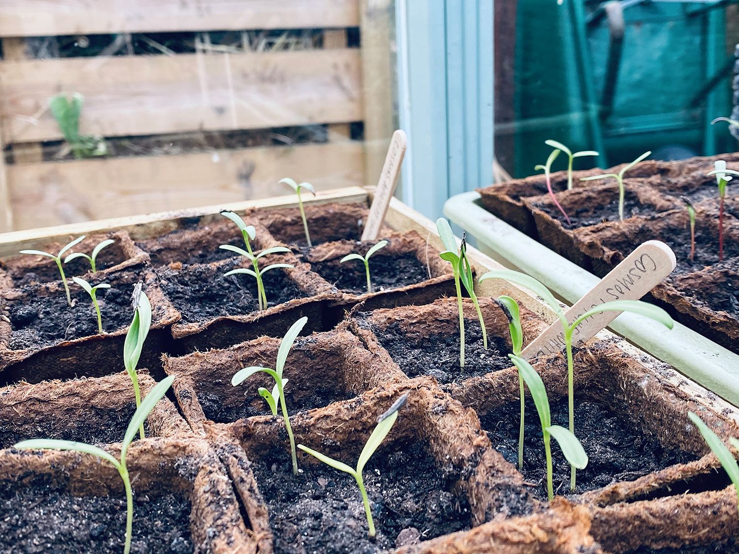 Image may contain Soil Plant Sprout and Outdoors