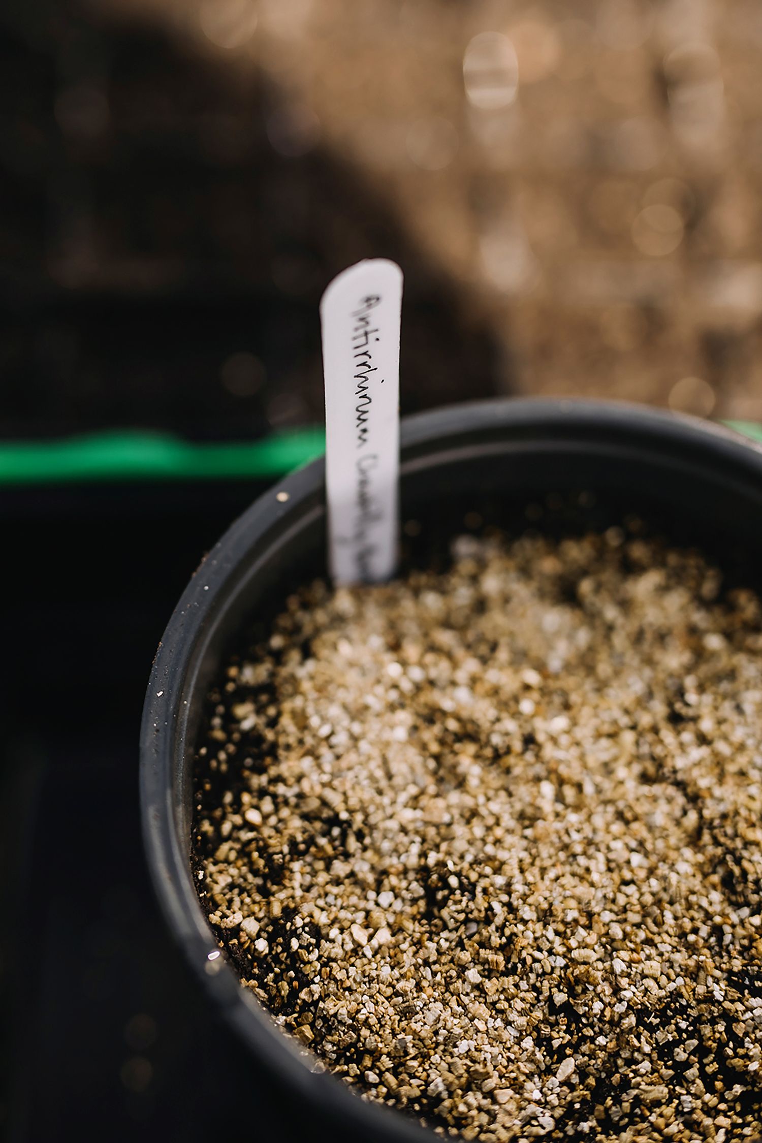 Image may contain Food Plant Produce Seasoning Sesame and Breakfast