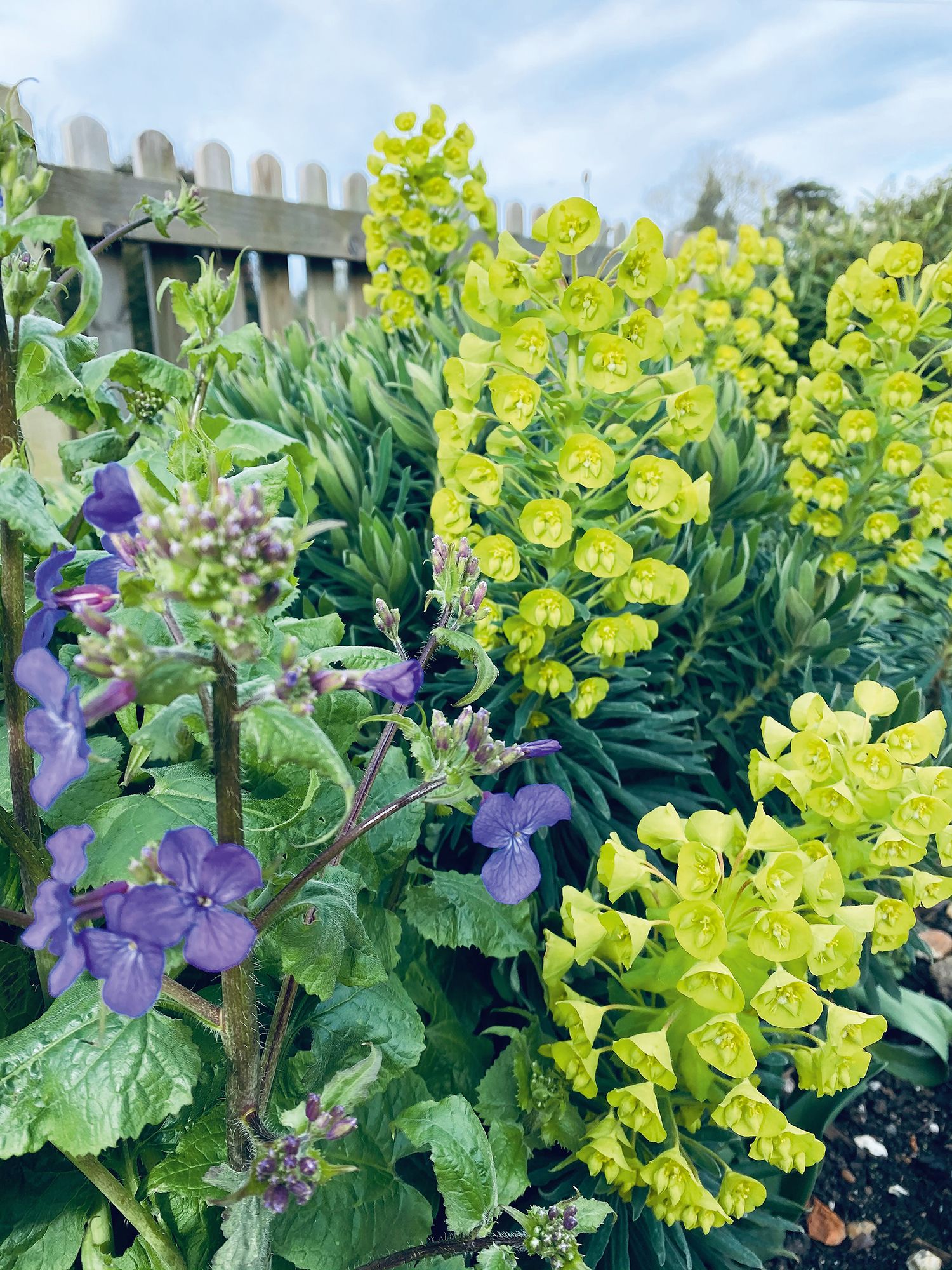 Image may contain Plant Flower Blossom Pottery Vase Potted Plant and Jar