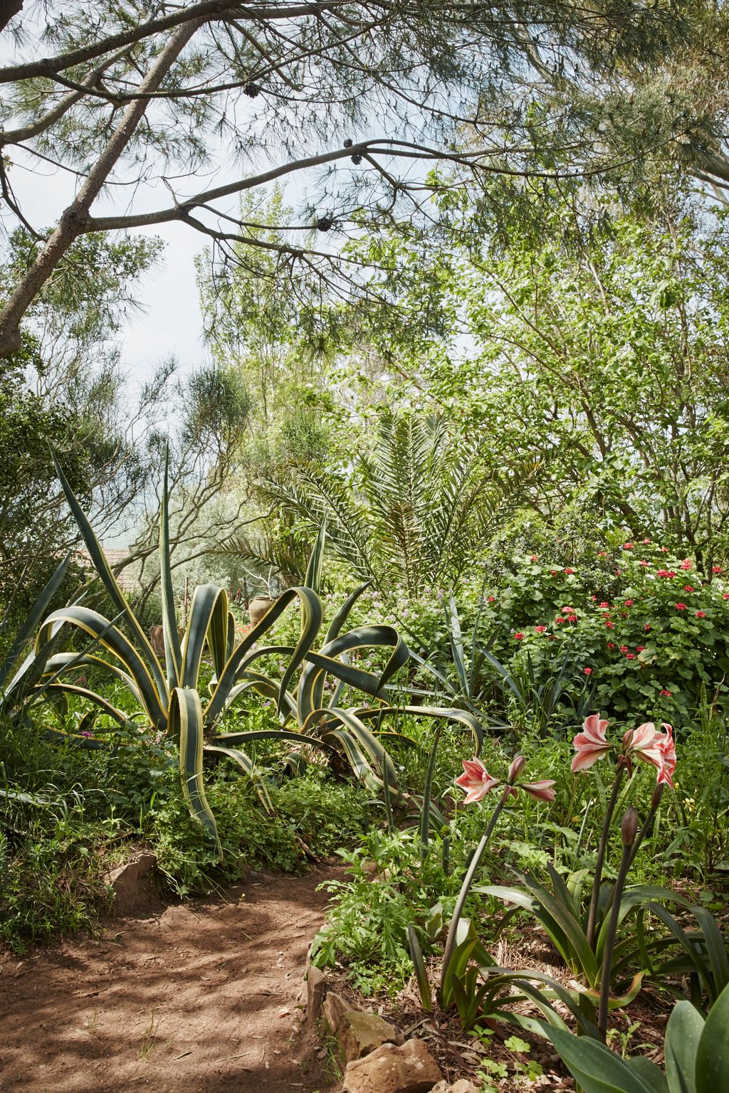Image may contain Plant Outdoors Garden and Arbour