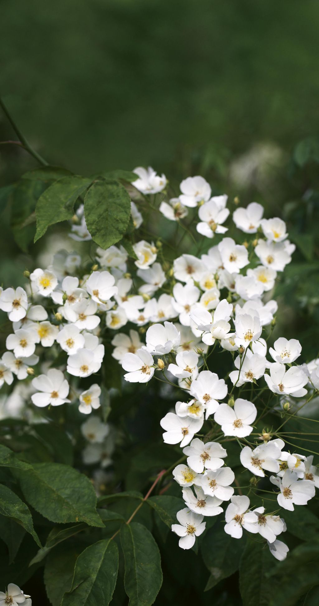 Image may contain Flower Plant Geranium Blossom and Petal