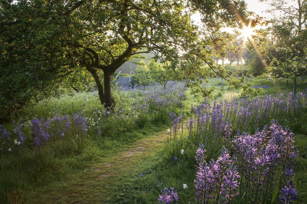 Image may contain Plant Lupin Flower Blossom and Iris