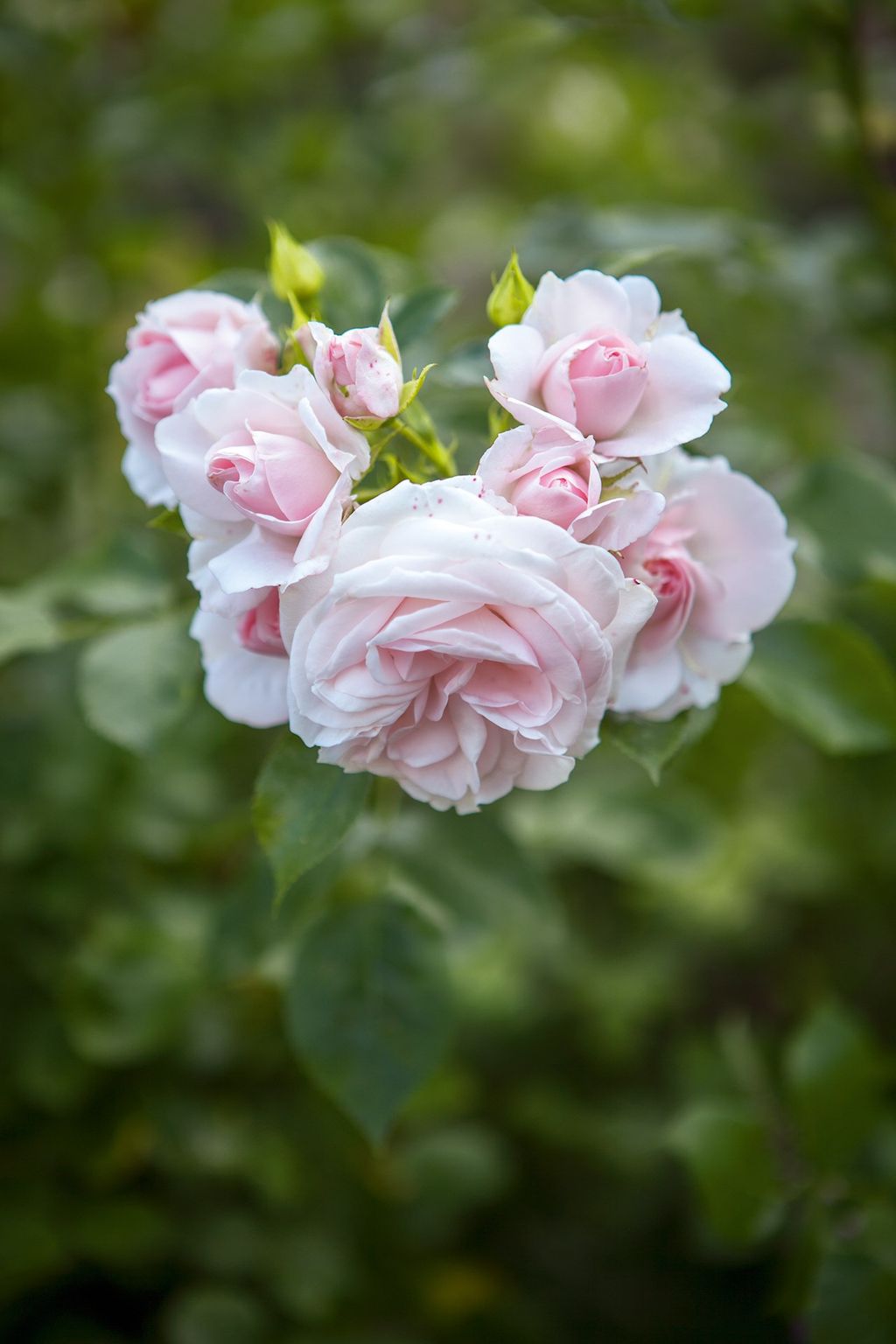Image may contain Flower Plant Geranium Blossom and Rose