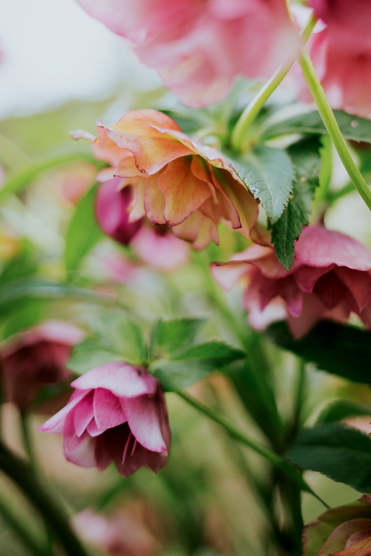 Image may contain Plant Flower Blossom and Geranium