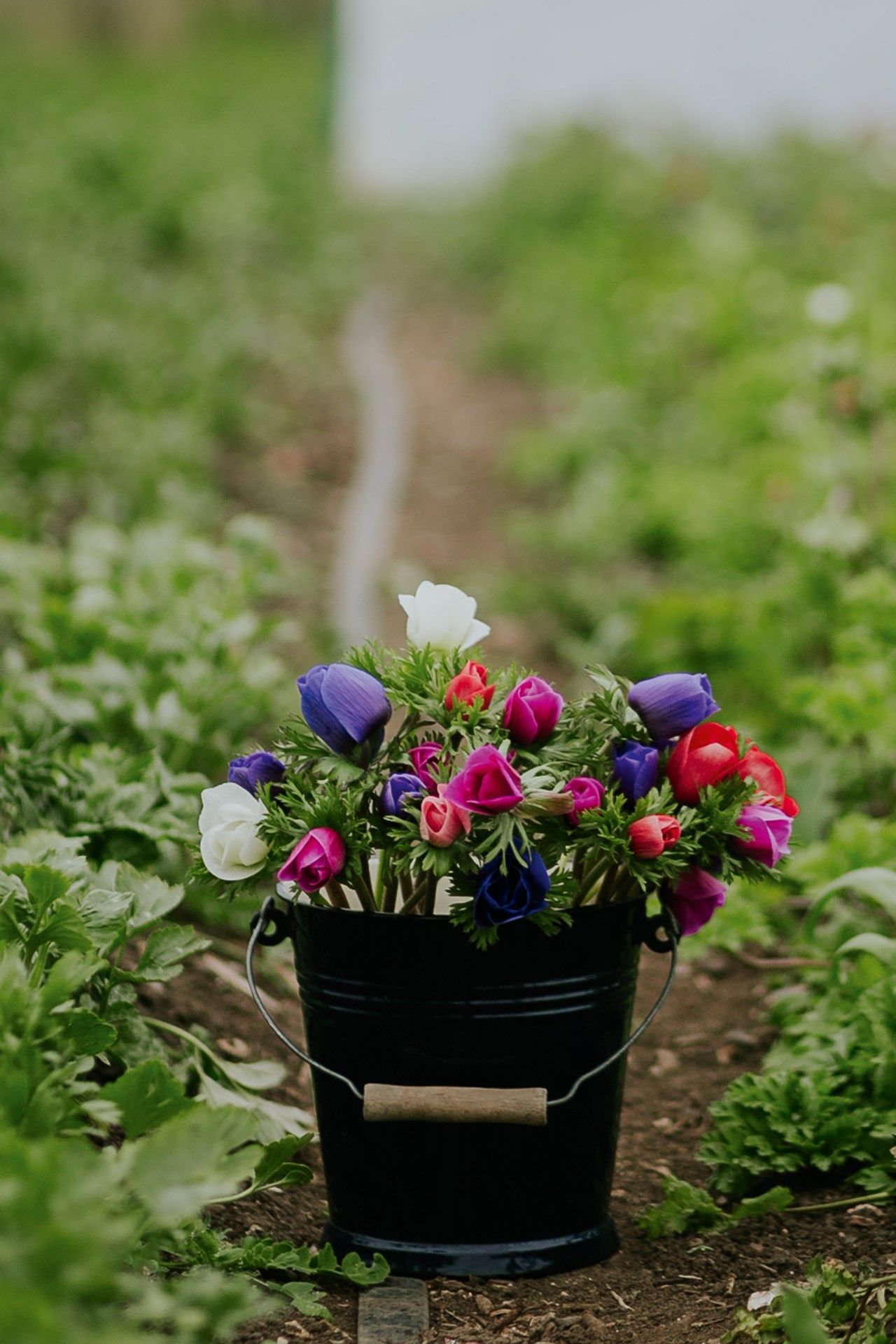 Image may contain Vase Plant Pottery Potted Plant Jar Planter Flower Blossom Herbs and Flower Arrangement
