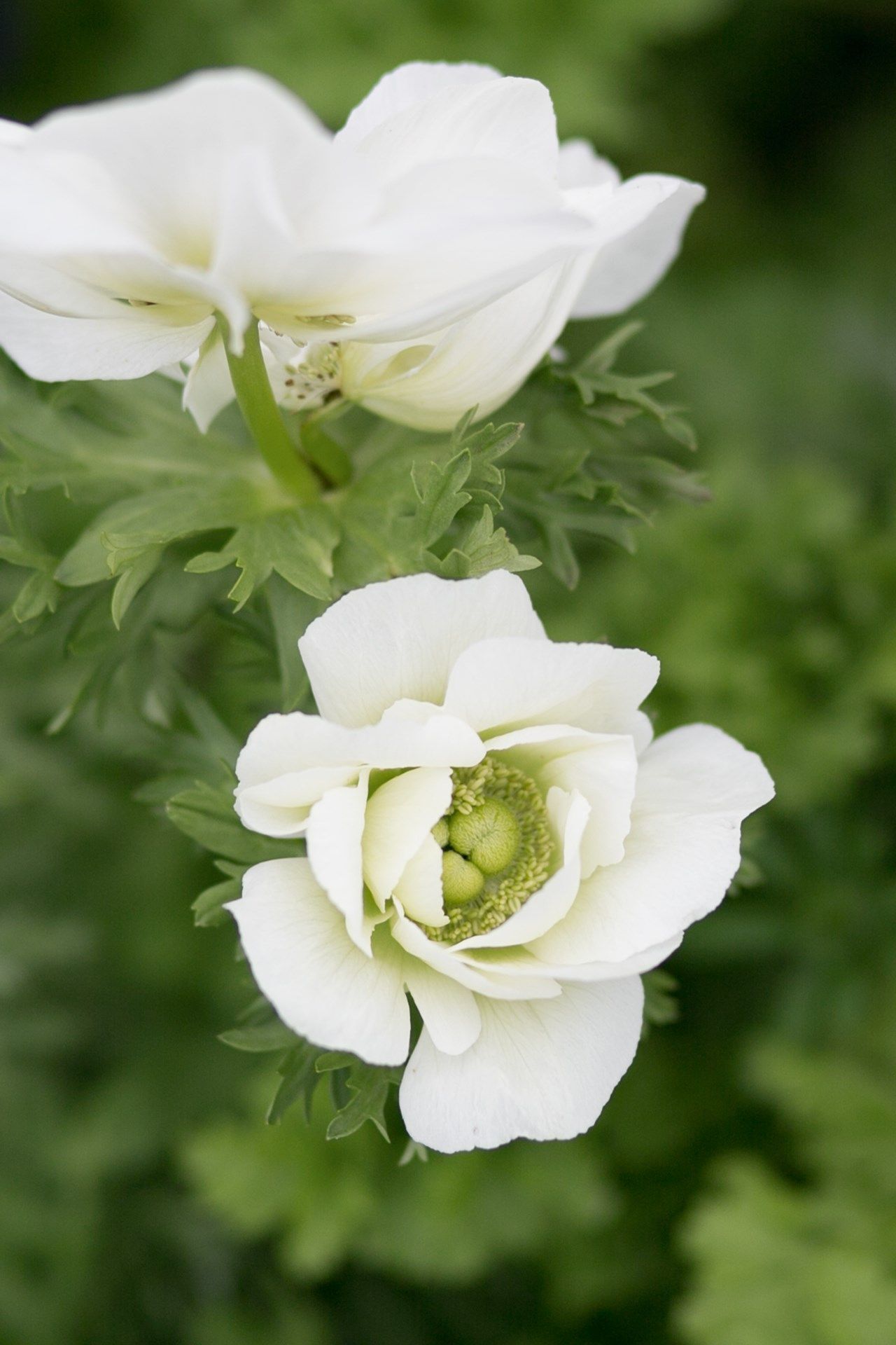 Double white Anenome 'The Bride'