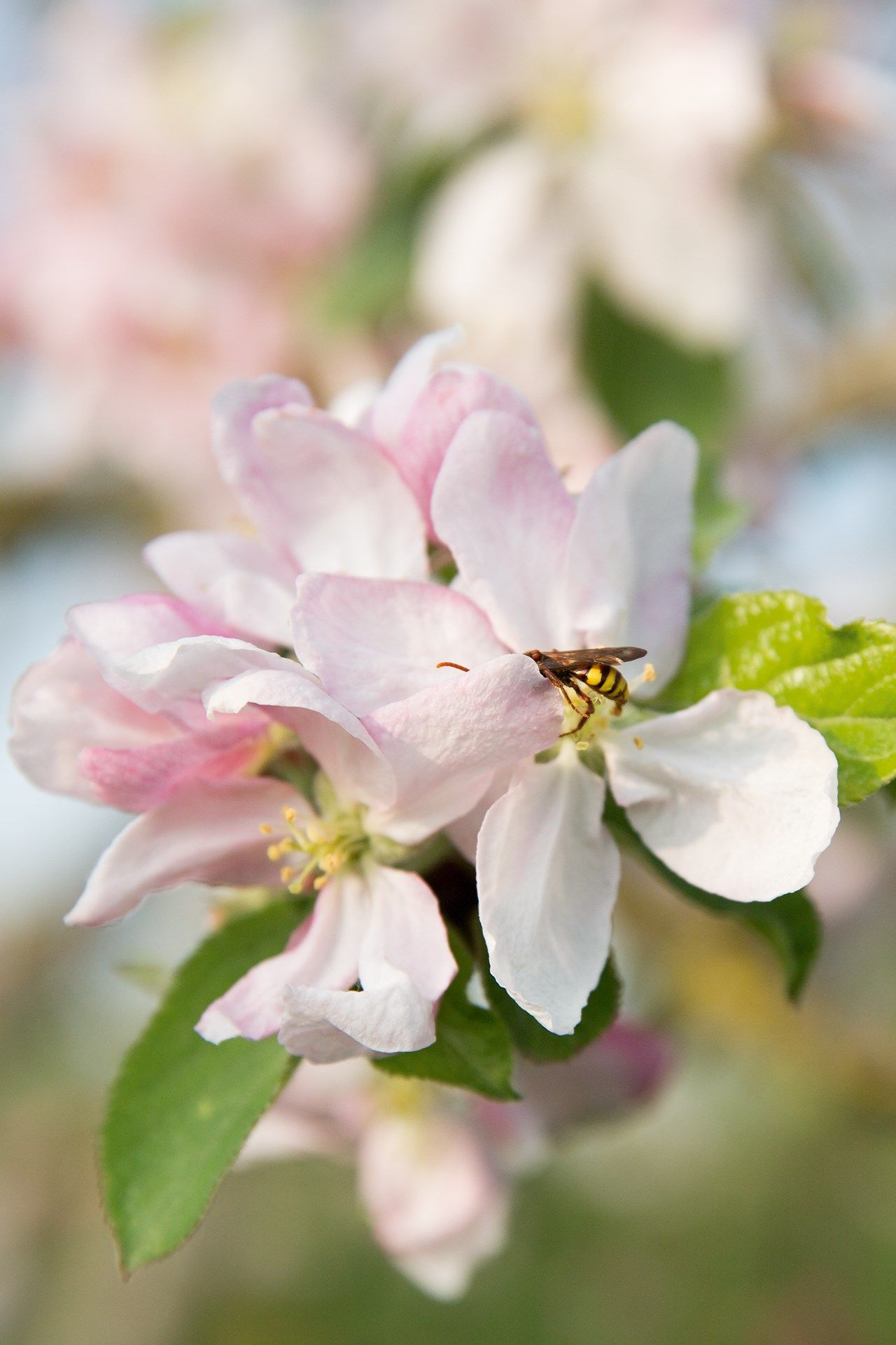 Image may contain Animal Bee Invertebrate Honey Bee Insect Andrena Wasp Hornet Plant Pollen Apidae and Flower