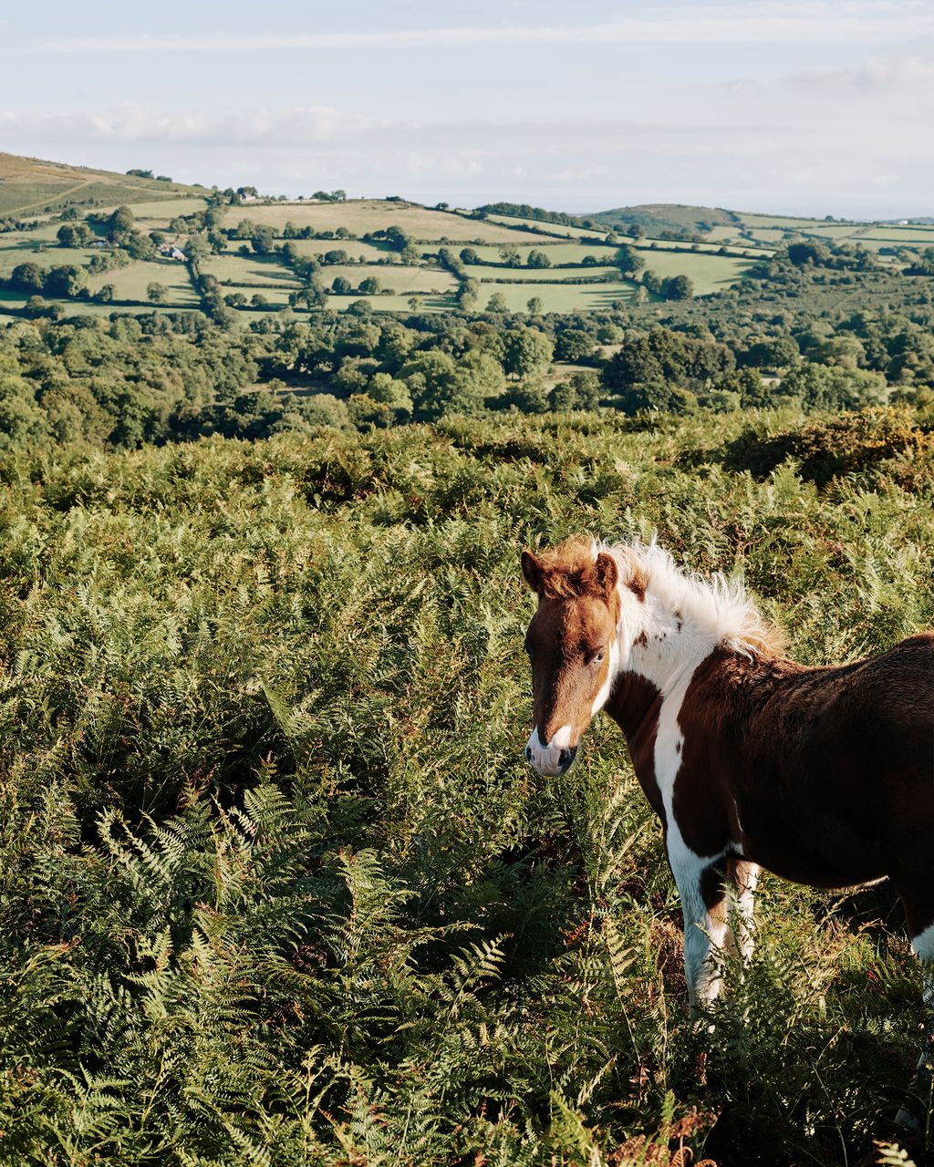 Image may contain Animal Colt Horse Mammal and Horse