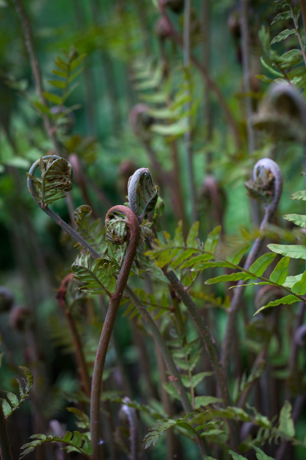 Image may contain Plant Fern Flower and Blossom