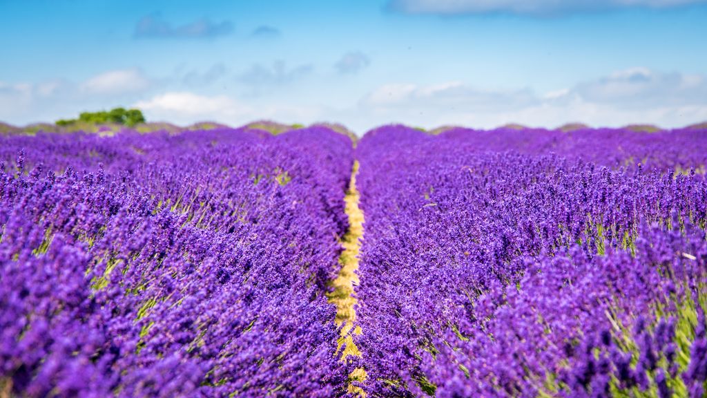 Image may contain Plant and Lavender