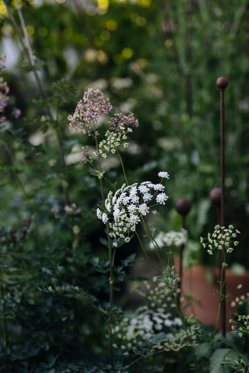 Image may contain Plant Flower Blossom Apiaceae Food and Seasoning