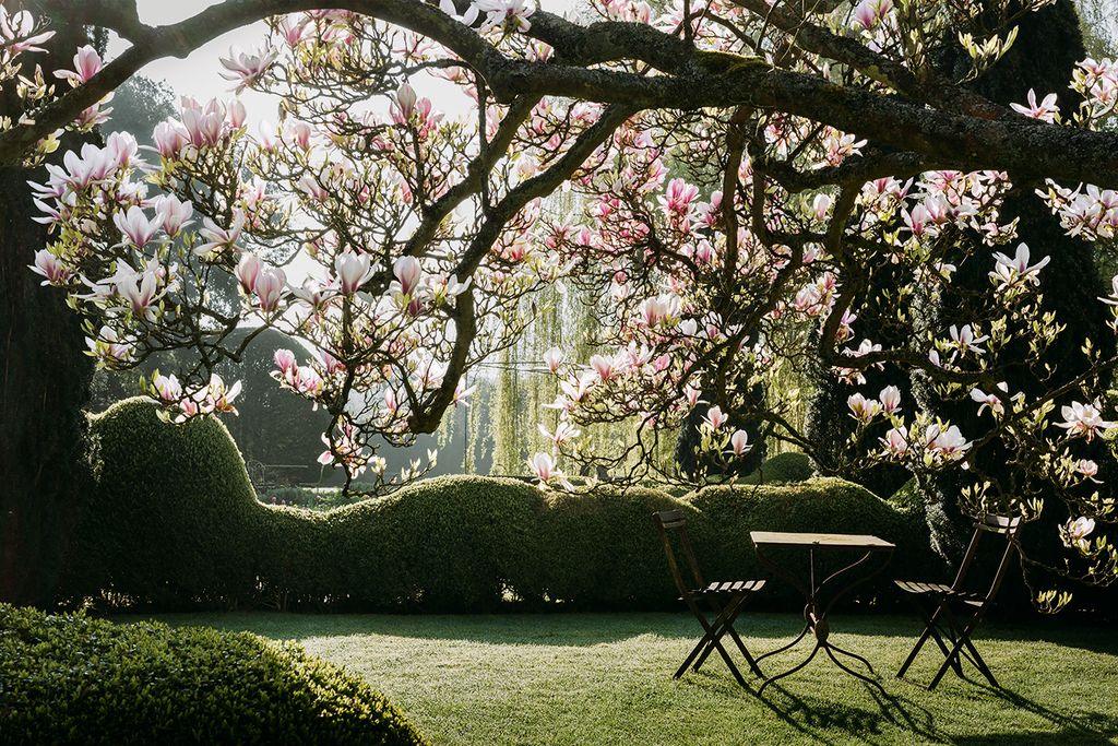 Image may contain Plant Flower Blossom Grass Cherry Blossom and Tree