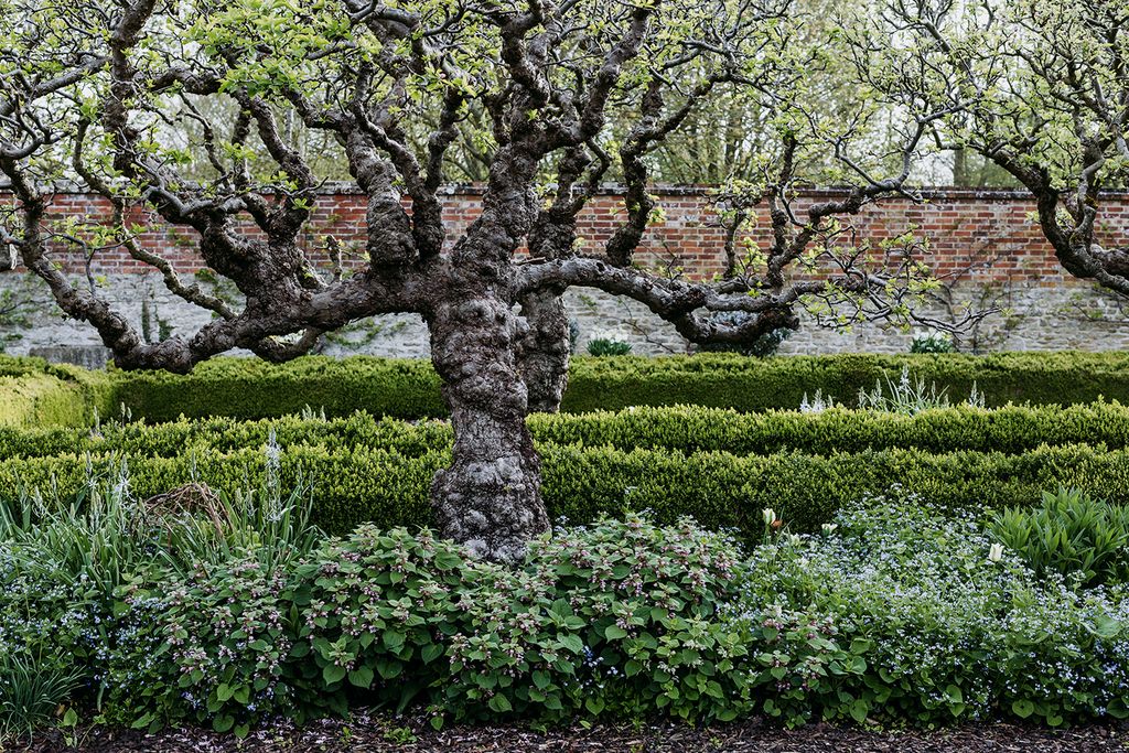 Image may contain Plant Tree and Tree Trunk