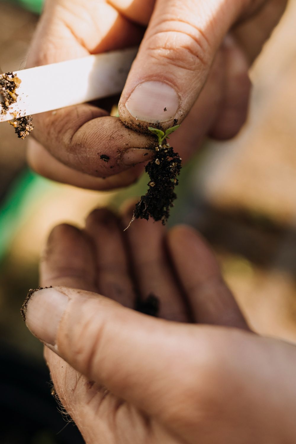 Pricking out can be done when the seedling is strong enough to handle.