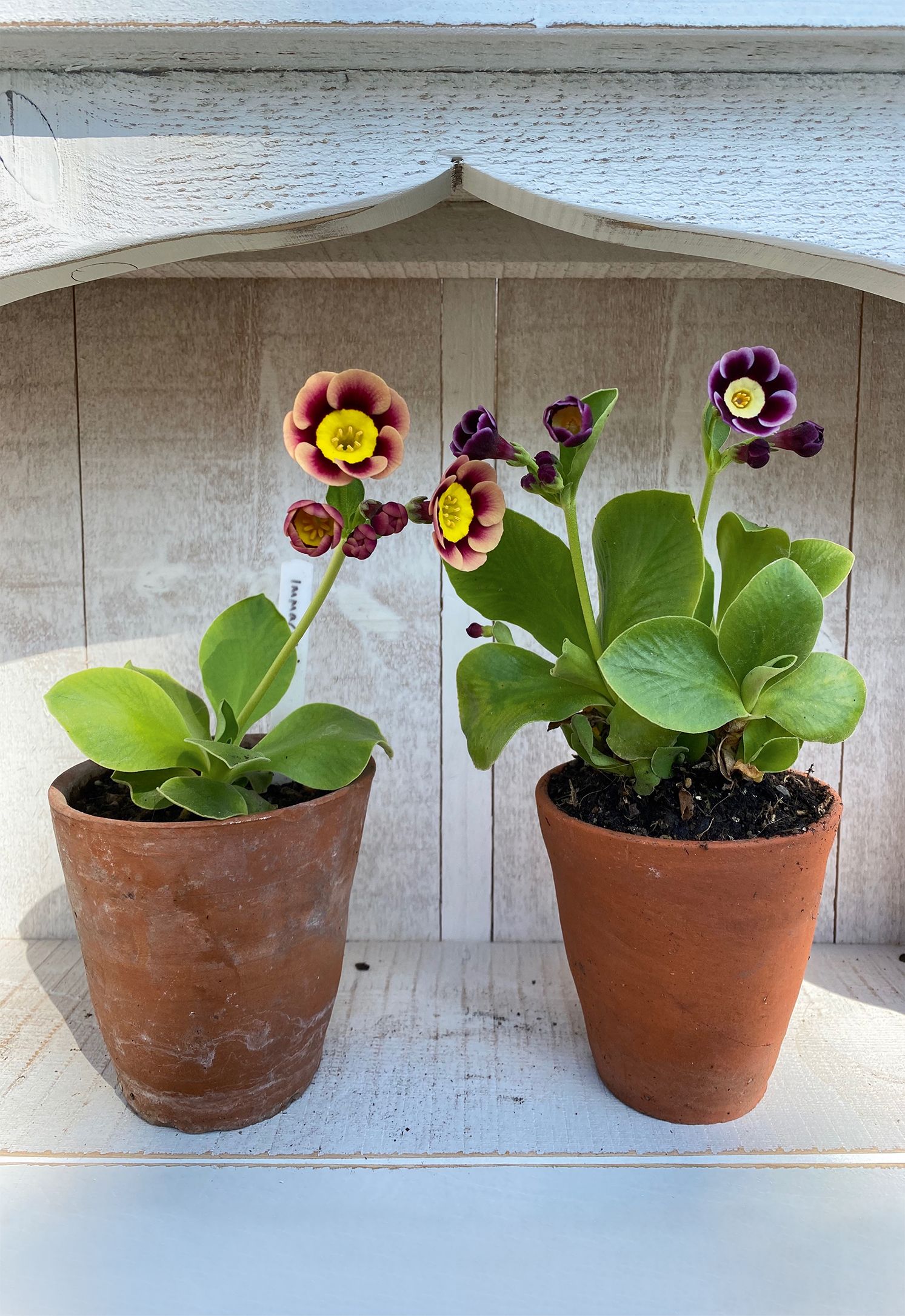 Image may contain Plant Flower Blossom and Geranium