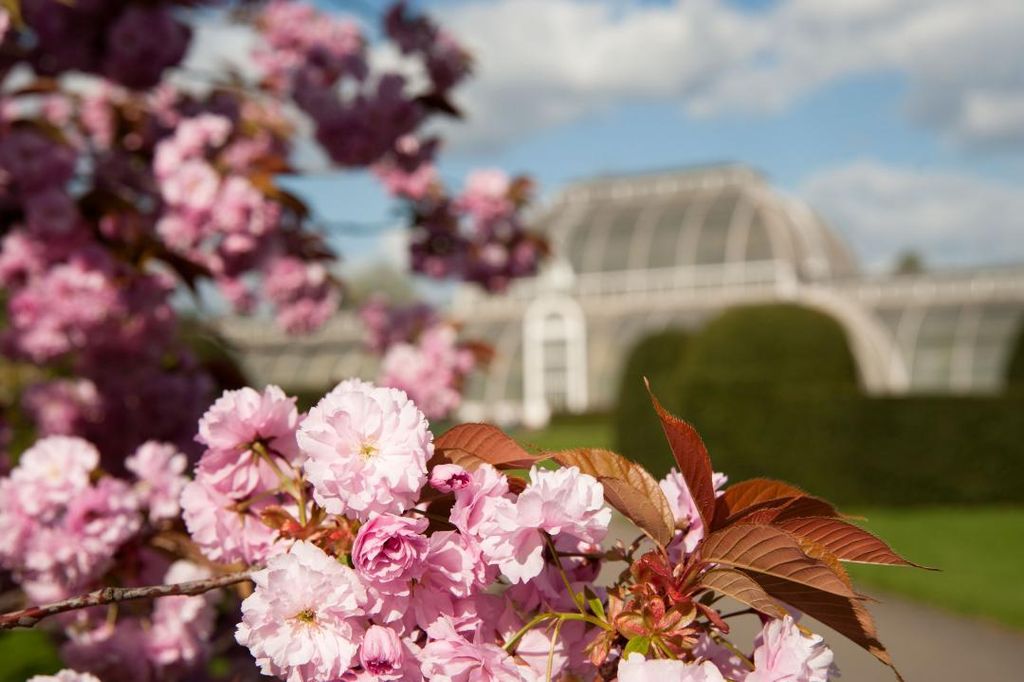Kew Gardens hosts daily guided walks at 11am and 1.30pm and now is one of the best times of year to do it as you'll get...