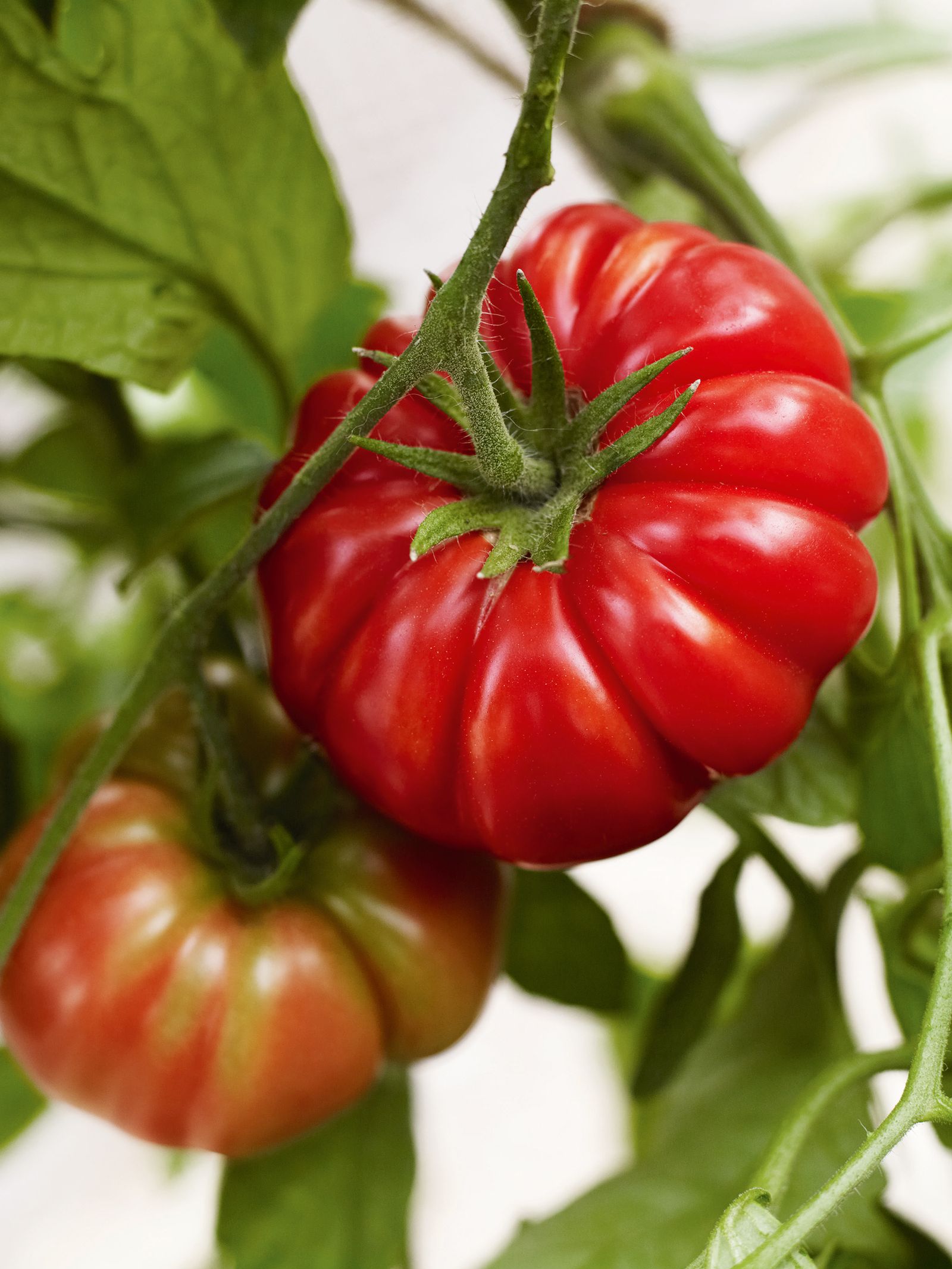 Image may contain Plant Food Vegetable Rose Flower Blossom and Tomato