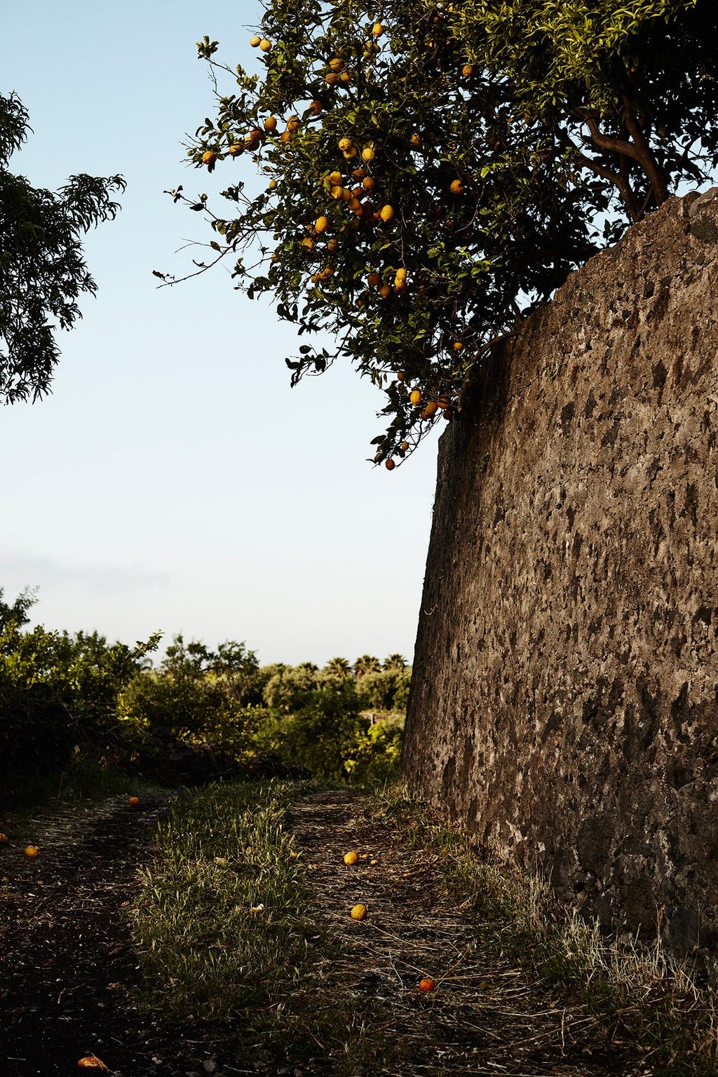 Image may contain Plant Tree Tree Trunk Ground Grassland Field and Outdoors