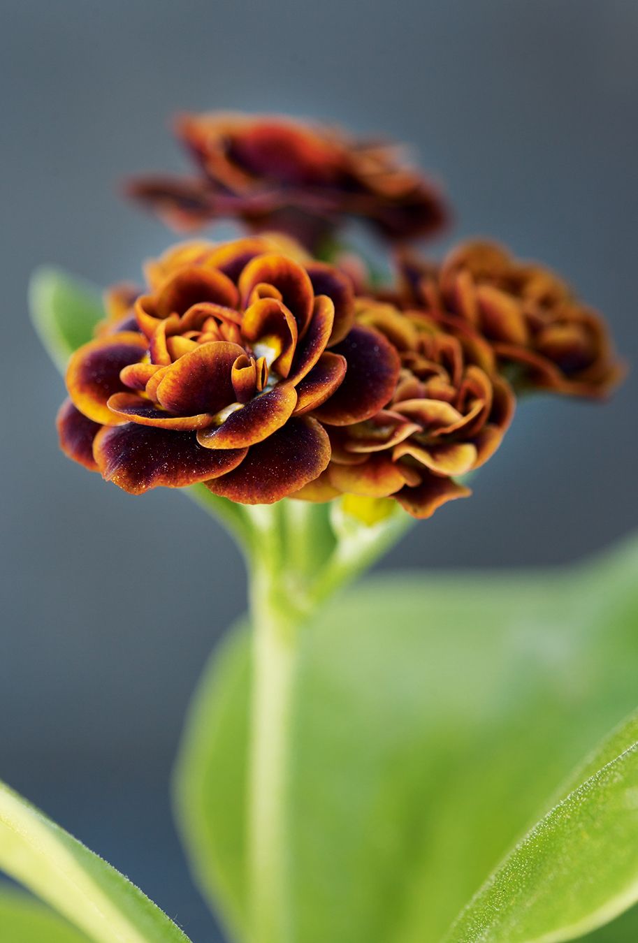 Double ‘William Gunn.