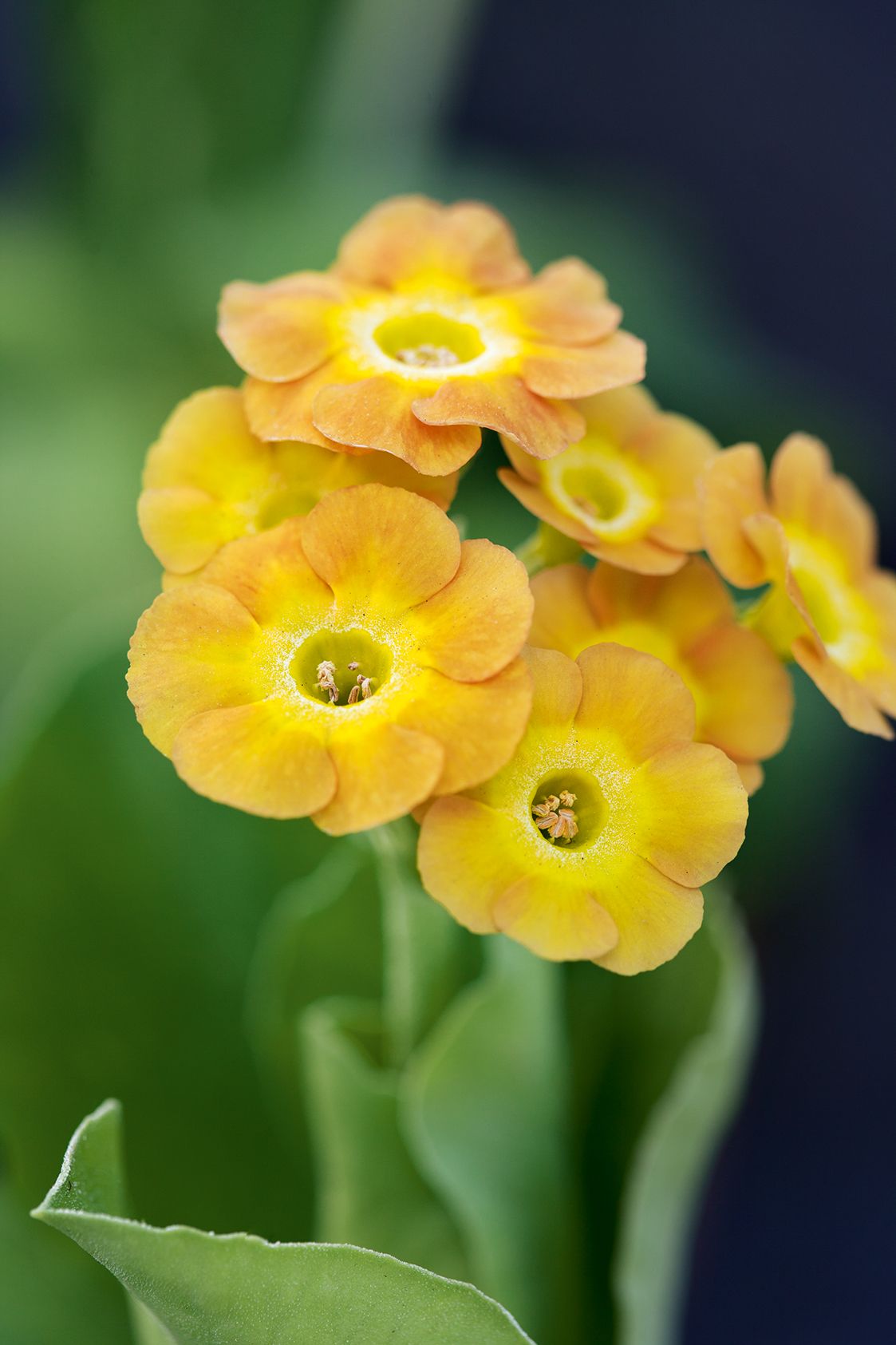Image may contain Plant Flower Geranium Blossom and Pollen