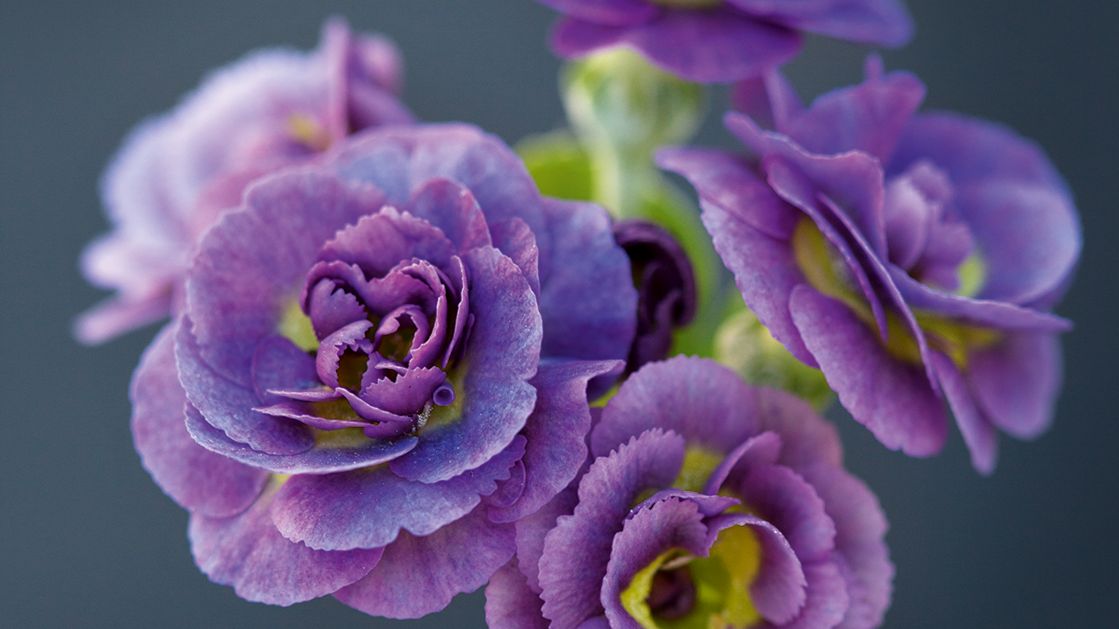 Image may contain: Plant, Flower, Geranium, and Blossom