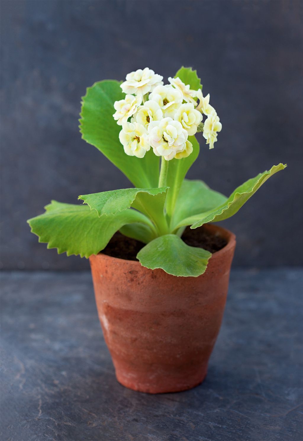 Image may contain Plant Flower Geranium and Blossom