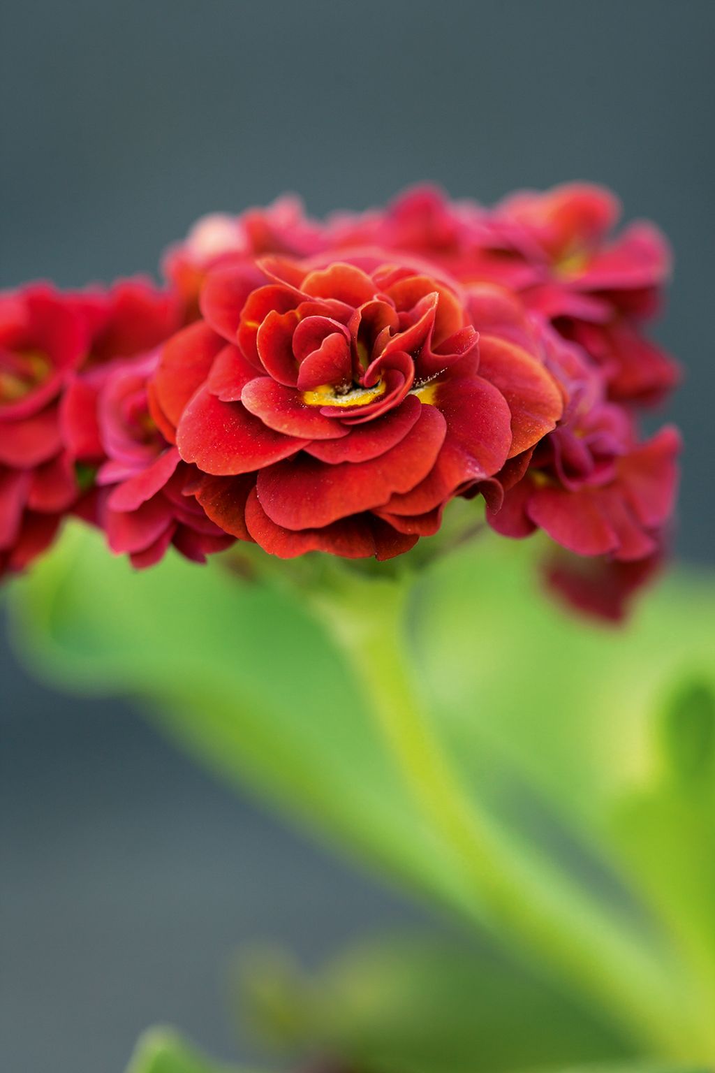Image may contain Flower Plant Geranium Blossom and Dahlia