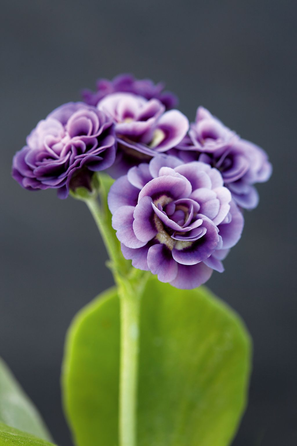 Image may contain Flower Plant Geranium Blossom and Dahlia
