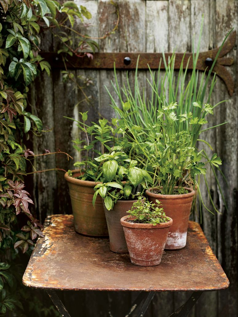 Image may contain: Plant, Pottery, Vase, Potted Plant, Jar, and Pot