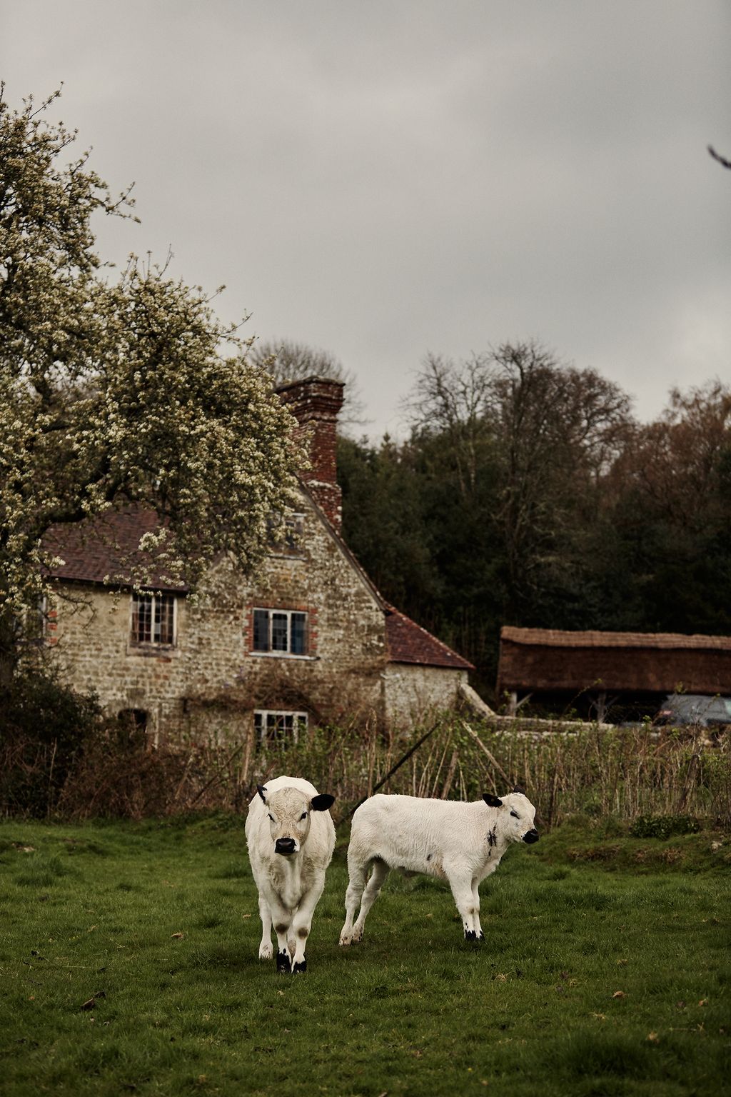 Image may contain Animal Mammal Cow Cattle Nature Outdoors Grassland Field Countryside Rural Farm and Meadow