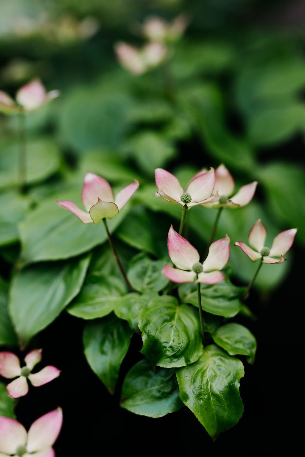 Image may contain Plant Flower Blossom Petal Leaf and Acanthaceae