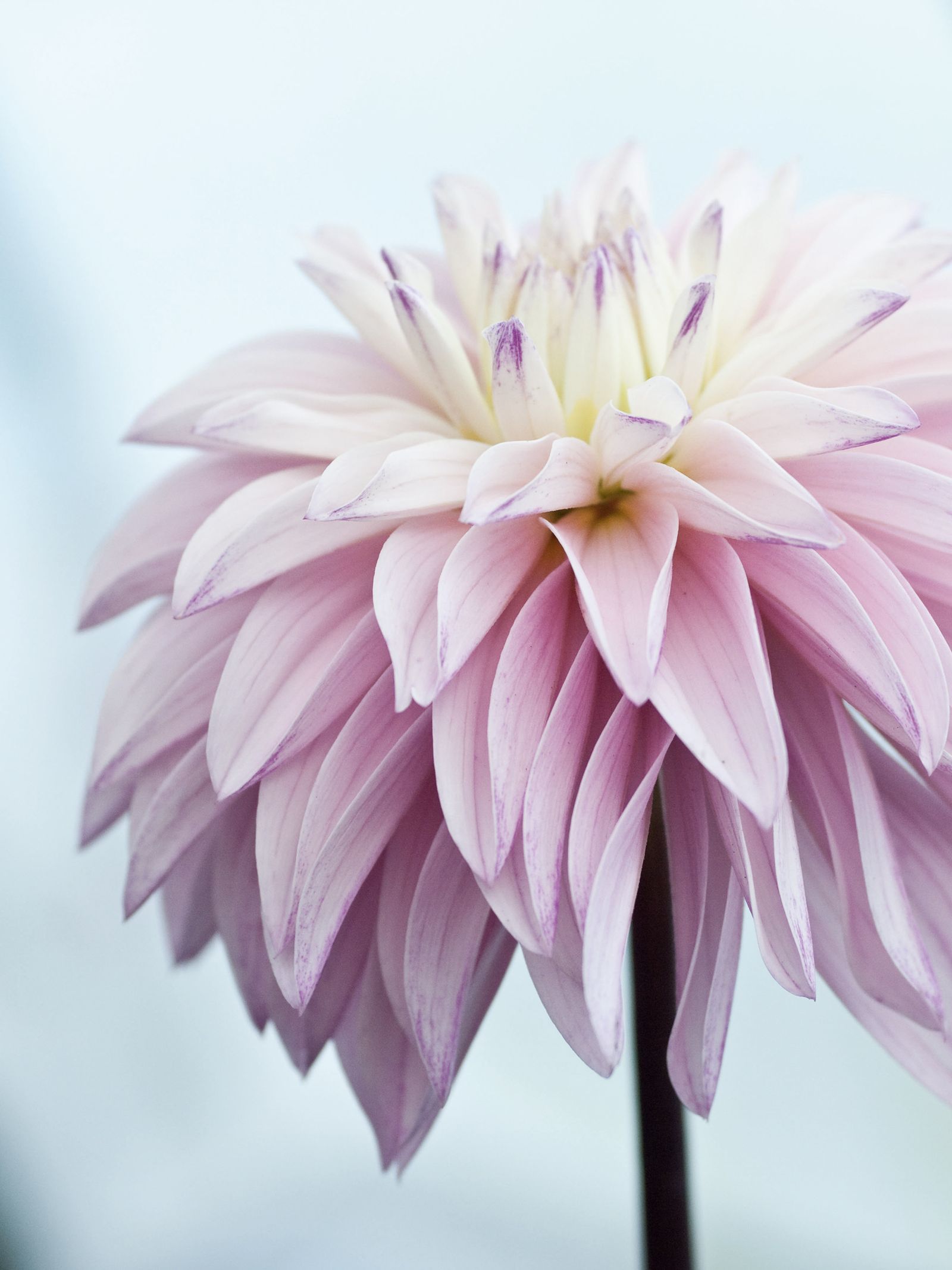 Dahlia 'Alloway Candy' a double orchid type with delicate pale pink drooping petals is rarely seen in the UK.