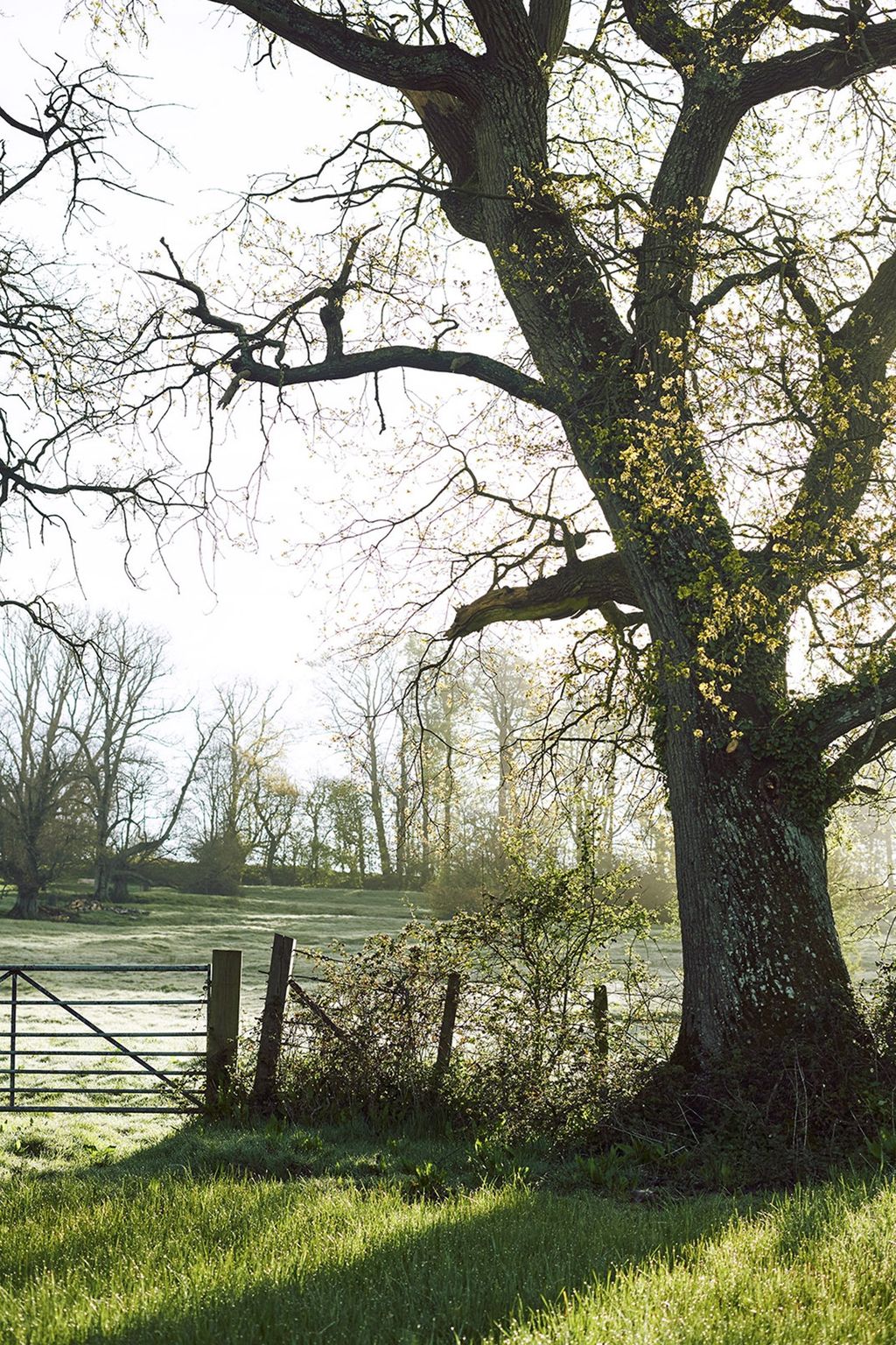 Fields  Restored Georgian House in Somerset | Real Homes