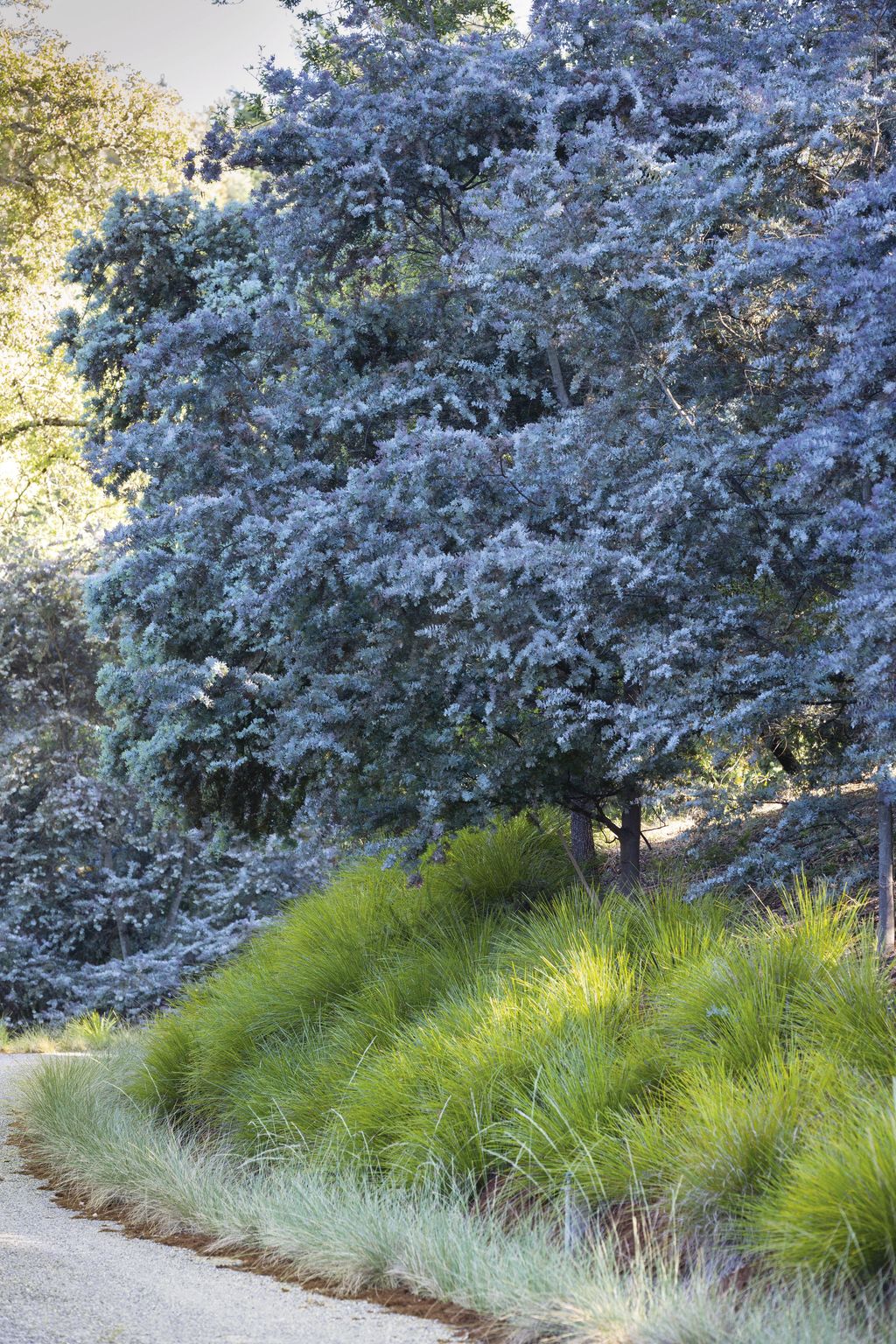 Image may contain Tree Plant Fir Abies Outdoors Nature Ice Vegetation and Conifer