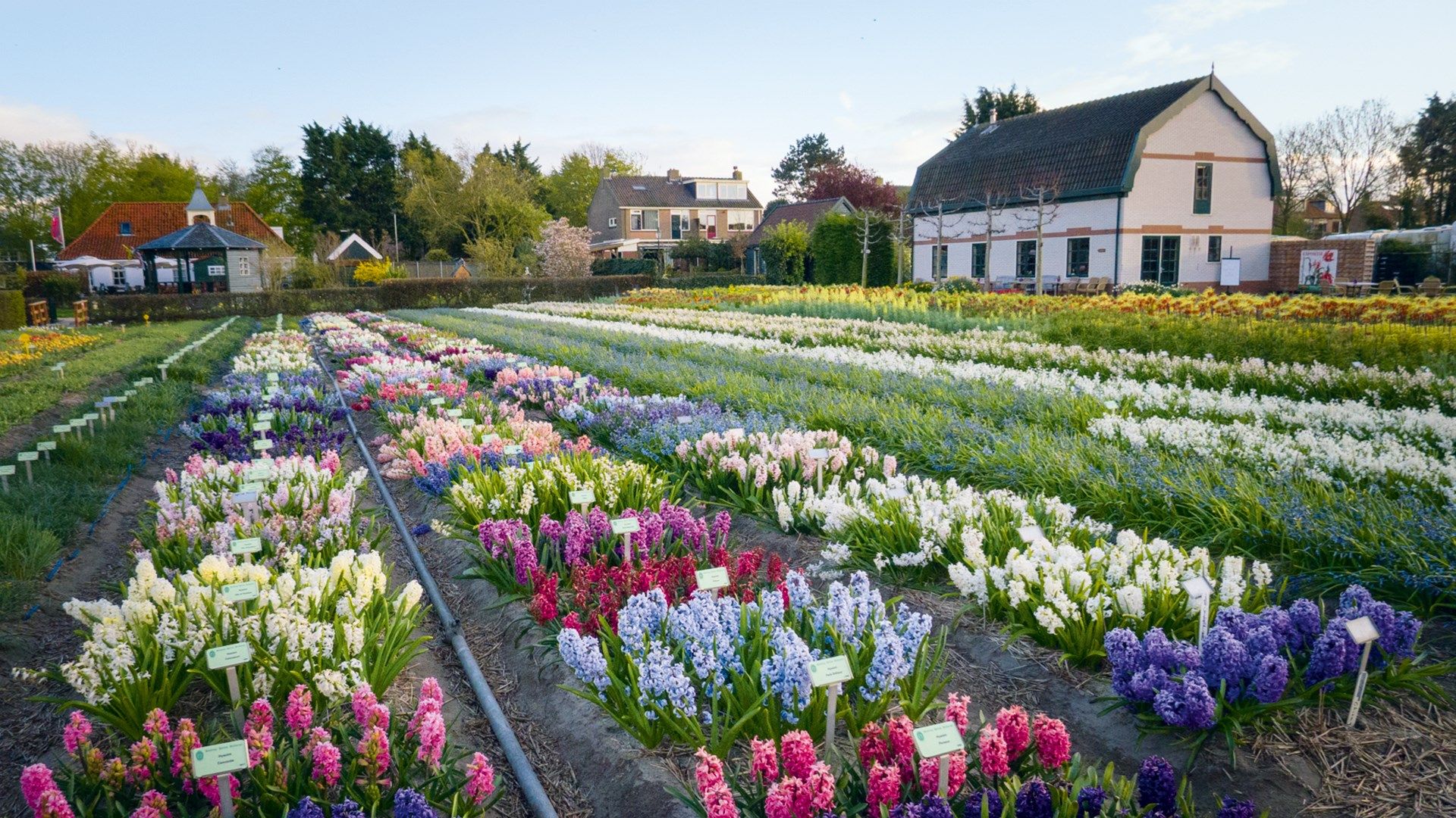 Hyacinths  Amsterdam's Rare Tulip Garden | Outdoor Spaces