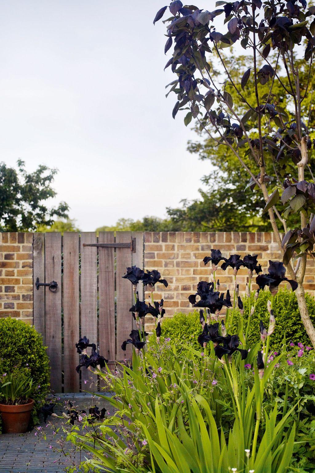 Iris 'Dusky Challenger' at the far end of the garden.