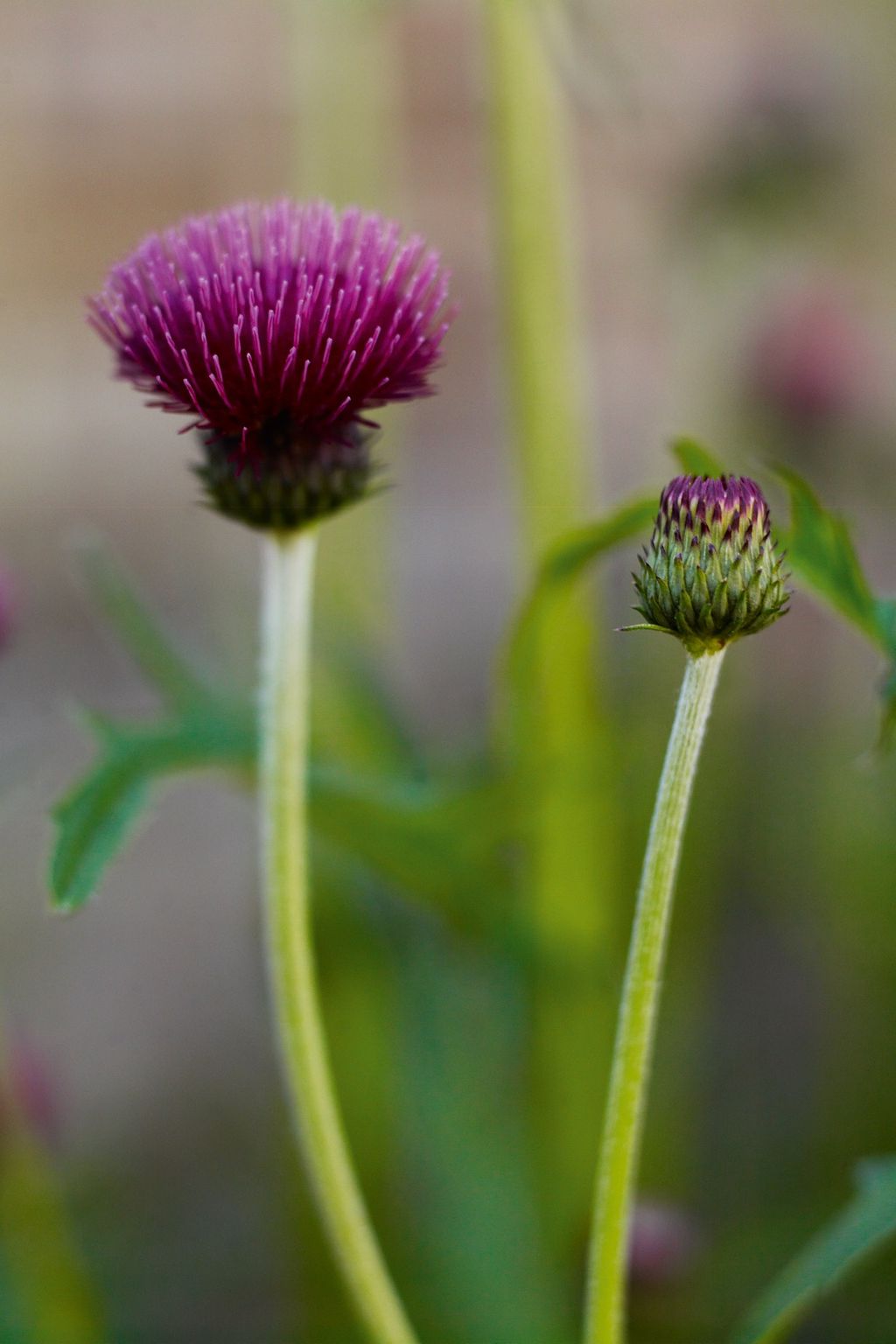 Cirsium rivulare 'Atropurpureum'.