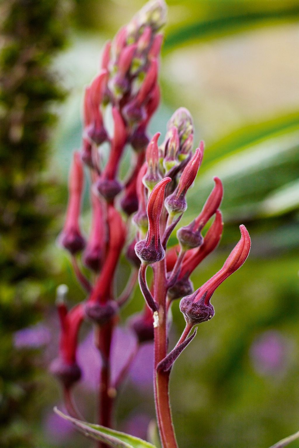 Lobelia tupa often known as Tabaco del Diablo .