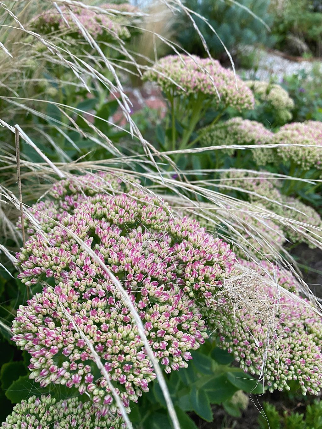 Image may contain Plant Flower Blossom and Apiaceae