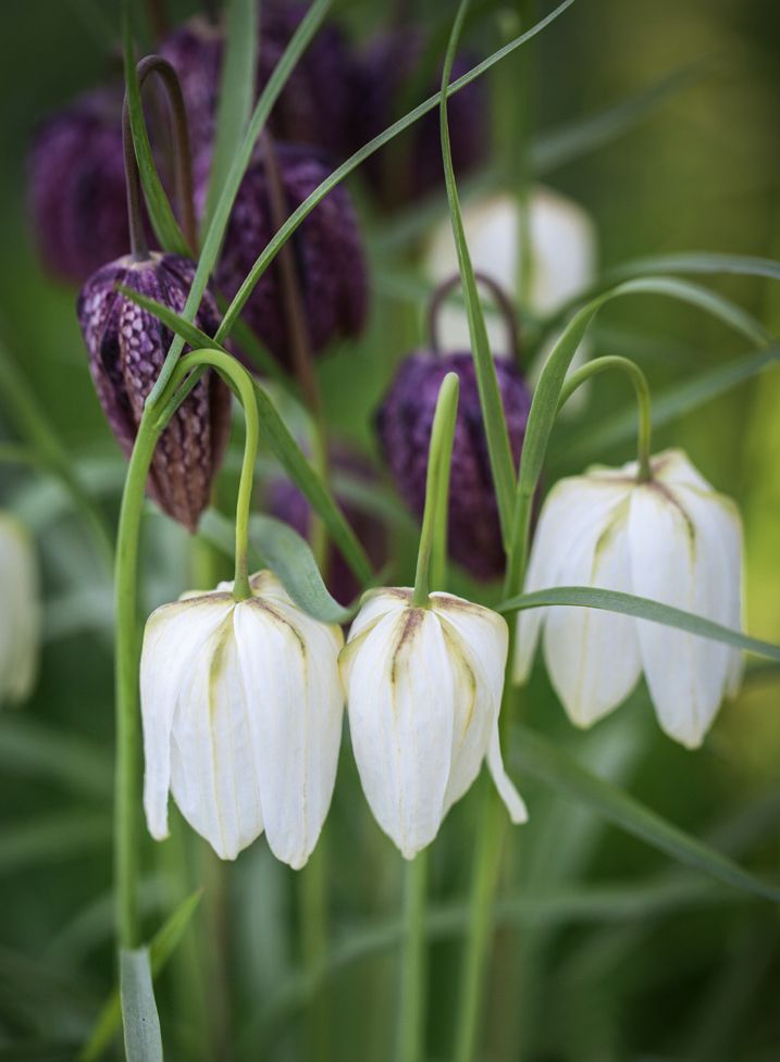 The bulbs to plant in autumn for a vibrant display of spring flowers