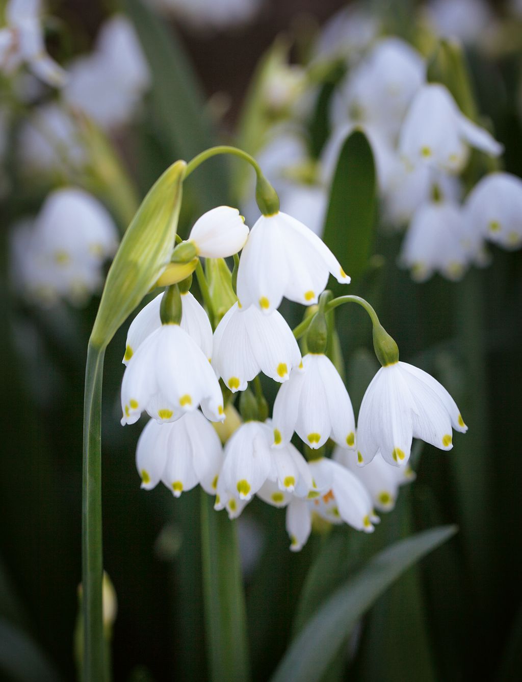 Leucojum aestivum‘Gravetye Giant blooms from March to April.
