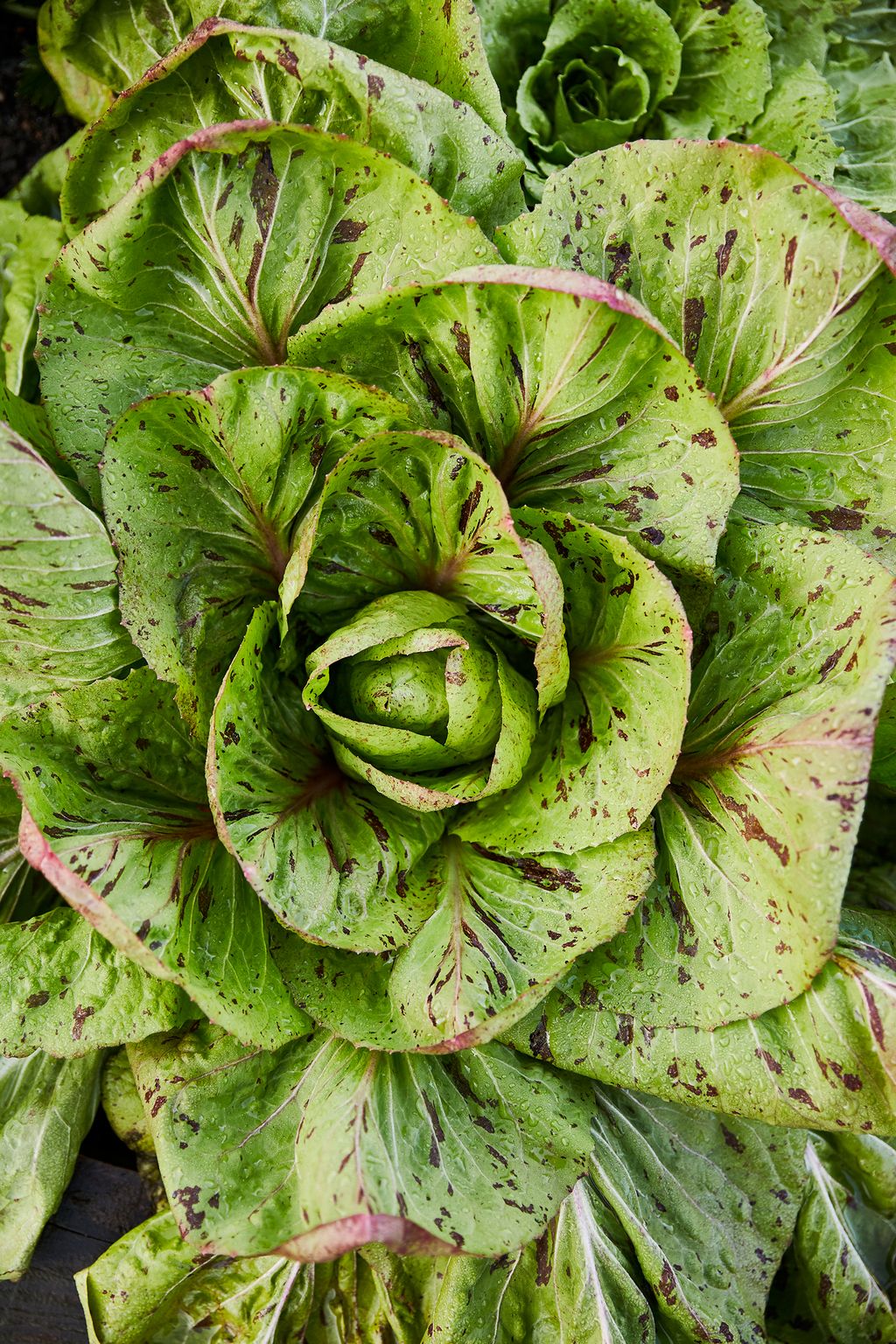 Image may contain Plant Food Vegetable Lettuce Leaf Fruit and Pineapple