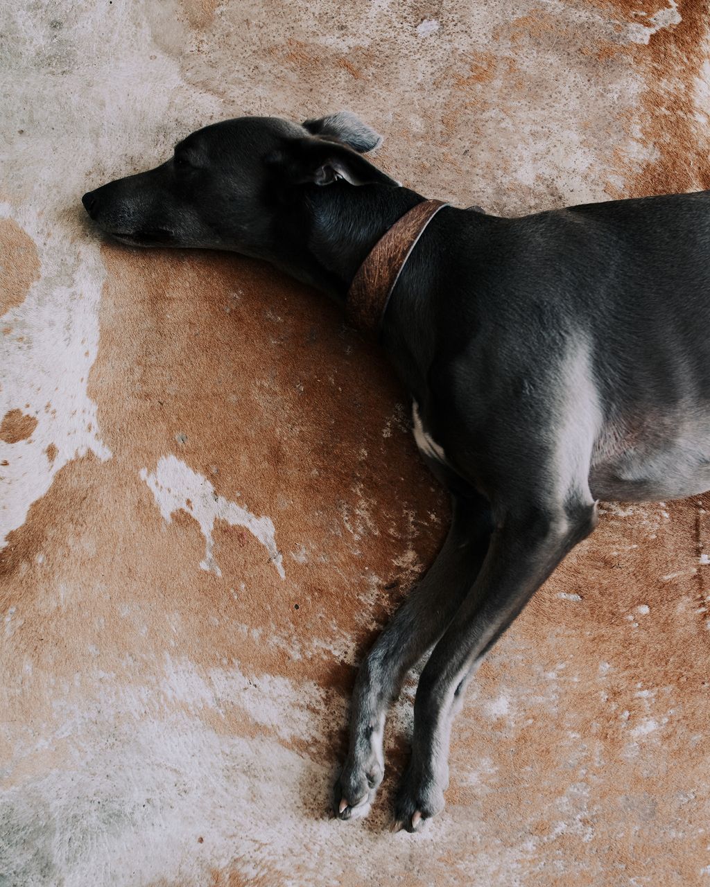 Image may contain Animal Dog Mammal Pet and Canine