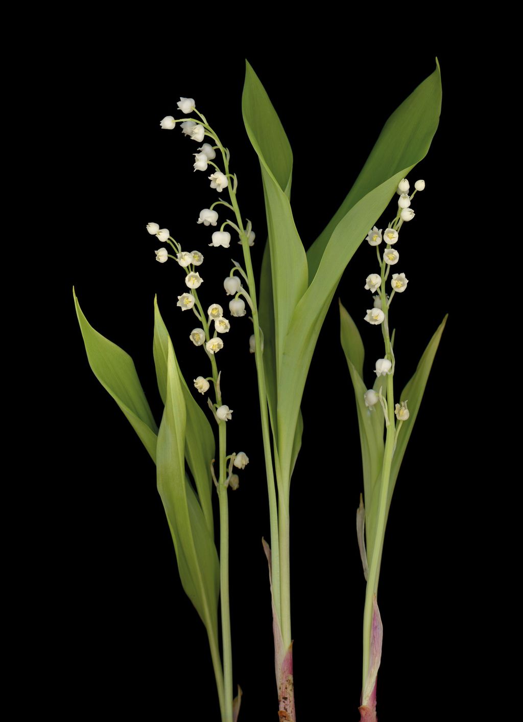 To herald the publication of her book Scent Magic Notes from a Gardener Isabel Bannerman gives an olfactory tour of her...