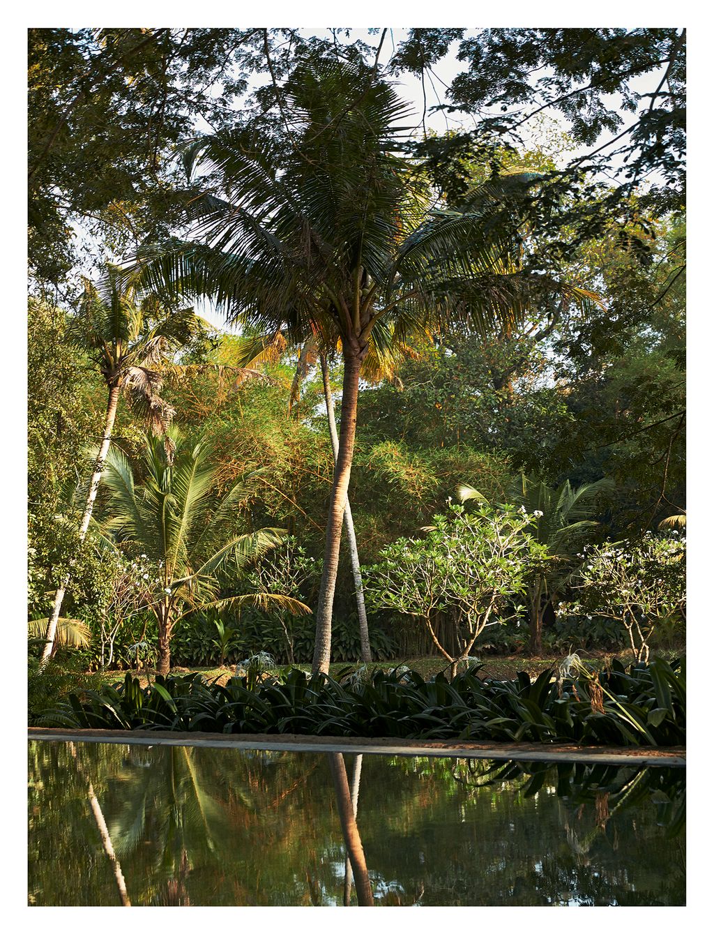 Image may contain Vegetation Plant Outdoors Nature Land Tree Summer Jungle Rainforest Palm Tree and Arecaceae