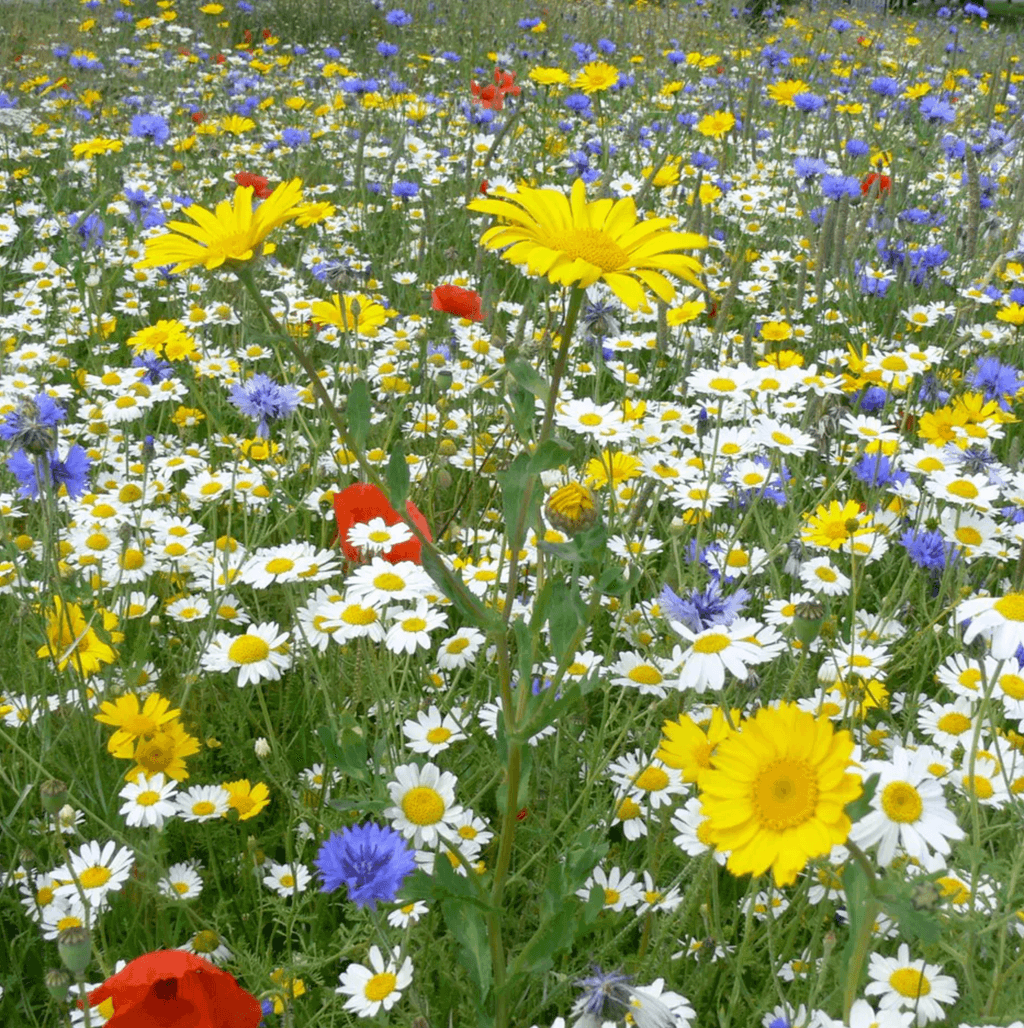 Summer glory wildflower collection 7.99 from Crocus.  buttongroup Shop now