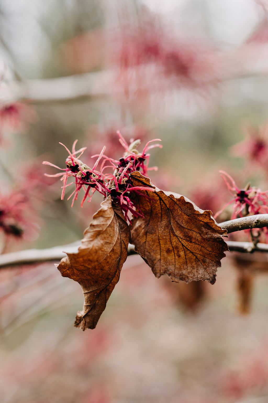 Image may contain Leaf Plant Veins Animal Invertebrate and Insect